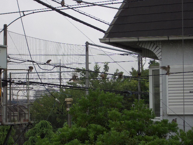 c0116610_1147644.jpg