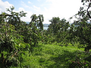 e0089710_436451.jpg