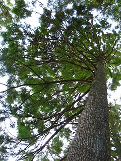 e0002820_17324773.jpg