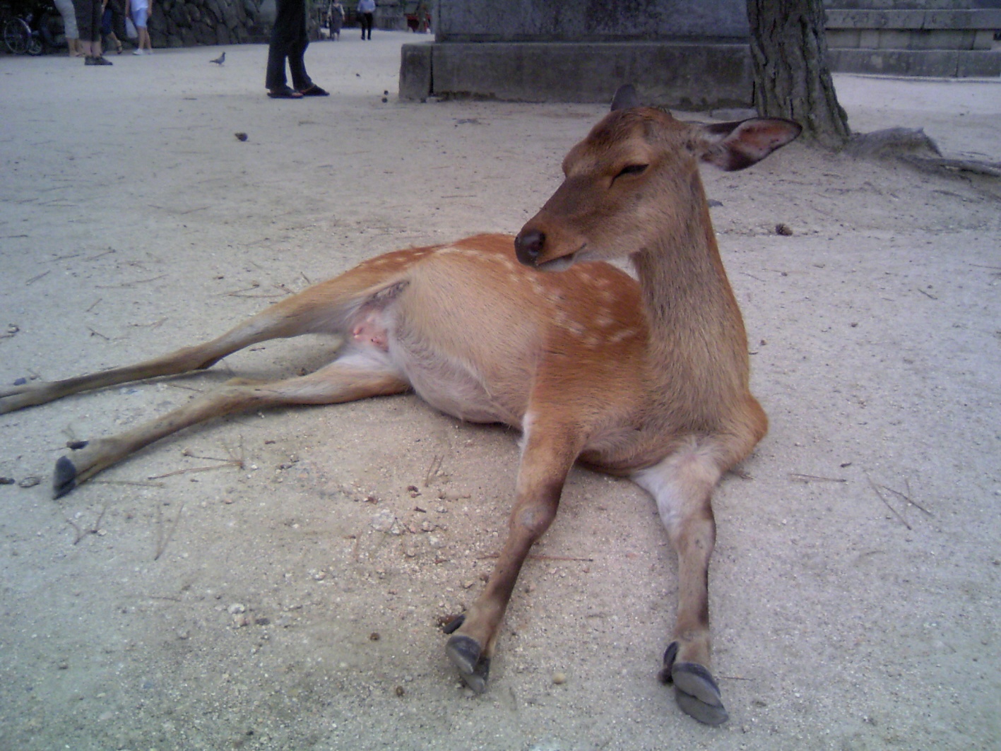 c0084222_11552988.jpg
