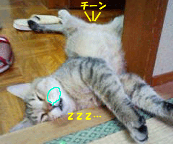 f0008935_4114786.gif