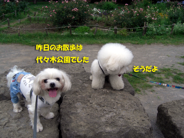 b0060071_0313250.jpg