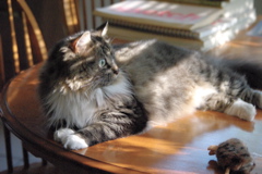 f0004775_5331680.jpg