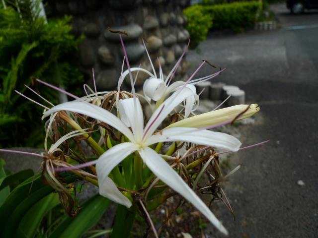 b0115085_16124018.jpg