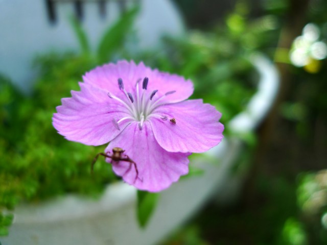 b0115085_169914.jpg