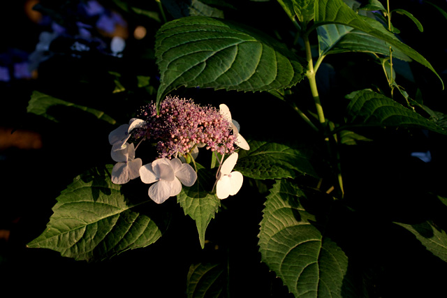 b0067789_20512992.jpg