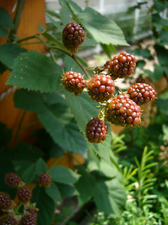 b0100094_10454821.jpg