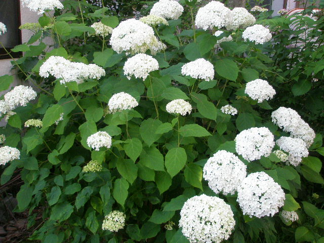 f0190010_21465368.jpg