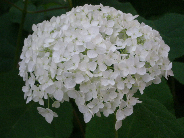 f0190010_21491573.jpg