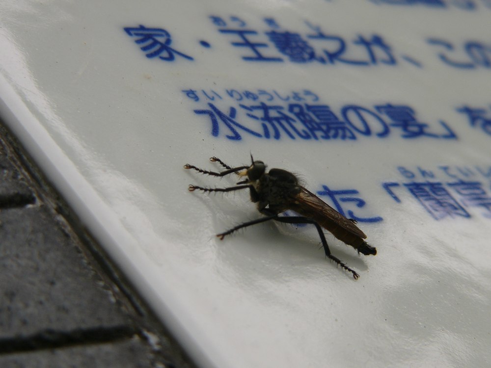 c0062511_681410.jpg