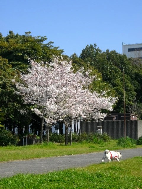 e0119017_311444.jpg