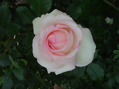 f0205733_2342089.jpg