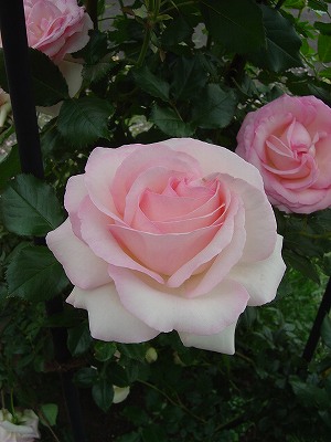 f0205733_236673.jpg