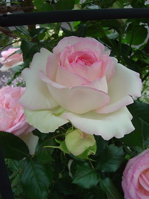 f0205733_237196.jpg