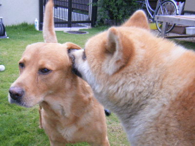 f0008935_15555018.gif