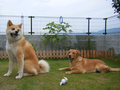 f0008935_1556124.gif