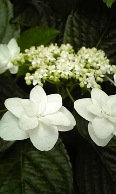 d0067640_23321858.jpg