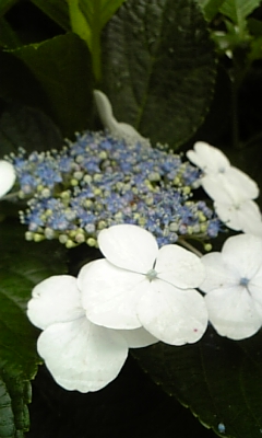 d0067640_2333577.jpg