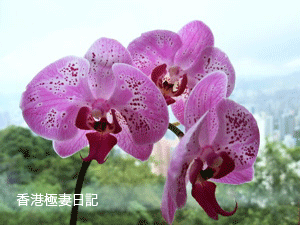 f0190653_8315355.gif