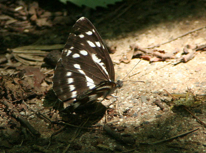 d0146854_2194616.jpg