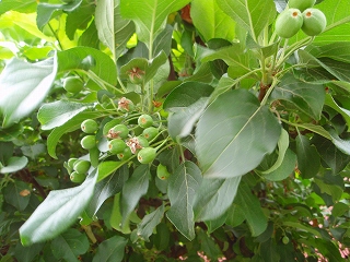 e0004756_20321041.jpg