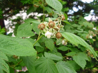 e0004756_20353131.jpg