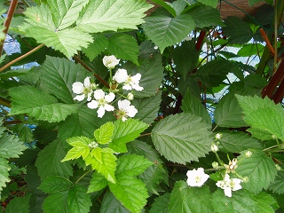 e0004756_20364788.jpg