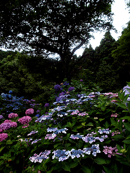 f0052269_18463123.jpg
