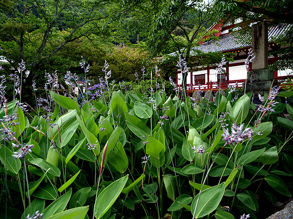 f0052269_18465924.jpg