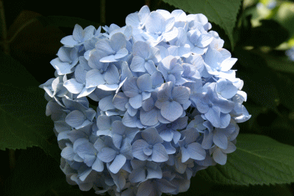 f0085889_2138261.gif