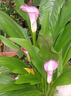 c0138198_1548318.jpg