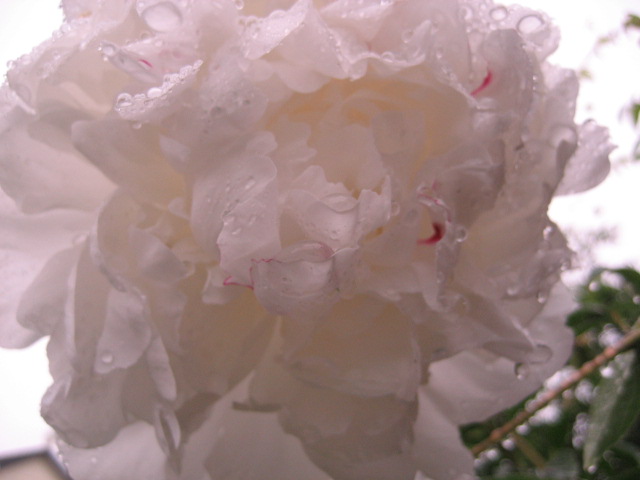 d0009101_1239223.jpg