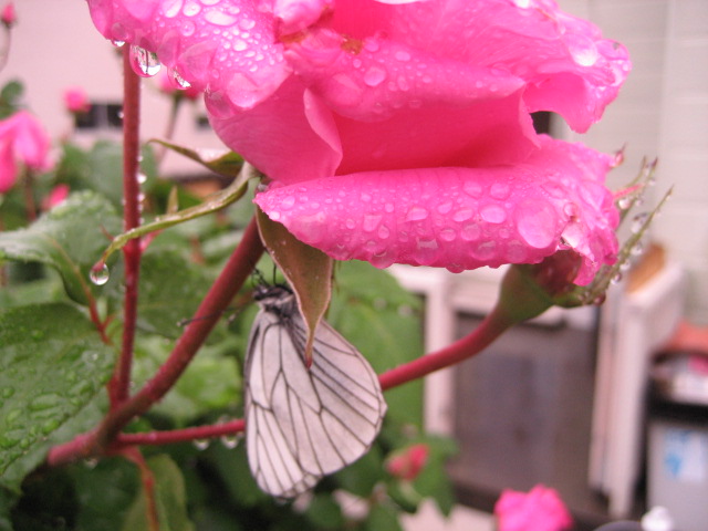 d0009101_1241665.jpg