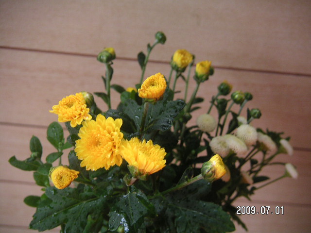 a0020929_1141451.jpg