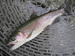 f0065341_9462558.jpg