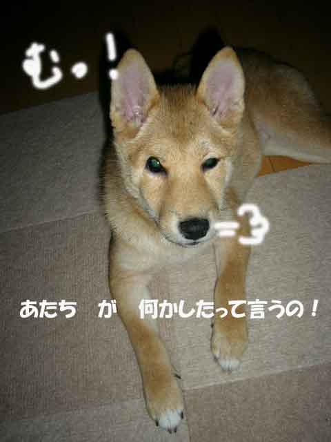 a0126743_4403158.jpg
