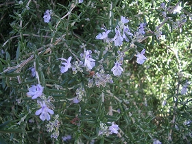 a0066258_2258170.jpg