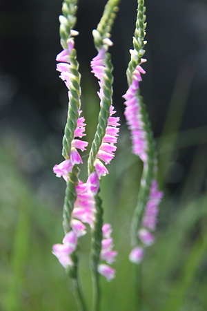 c0104371_11554890.jpg