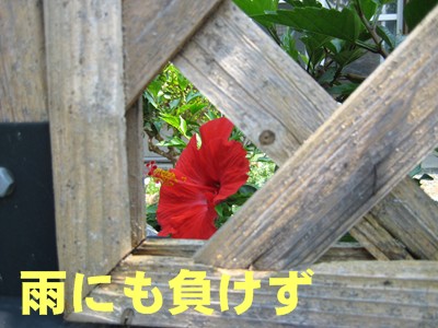 f0003174_11333771.jpg