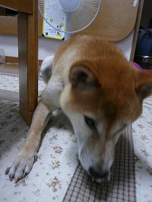 c0123890_204641100.jpg