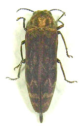 e0083097_214676.jpg
