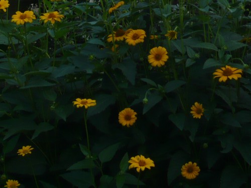 c0058606_130742.jpg