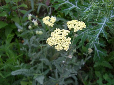 c0117007_214815.jpg