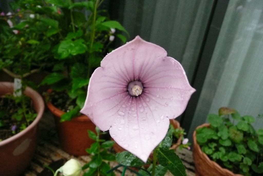 e0033229_2033633.jpg
