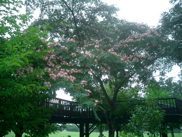c0114833_15475662.jpg