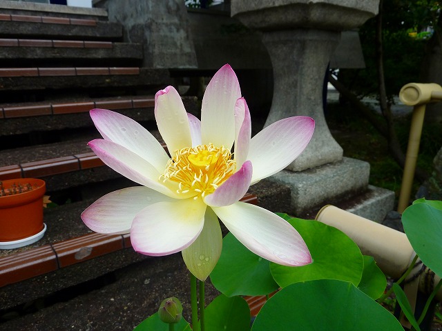 a0121134_11305735.jpg