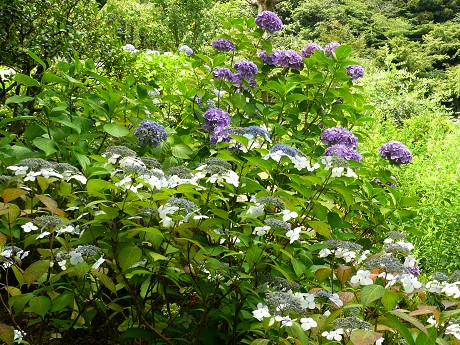 c0057946_18532983.jpg