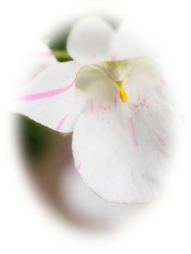c0145250_12574623.jpg