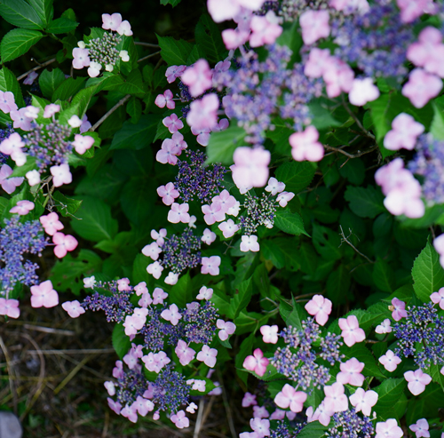 c0136759_1242471.jpg