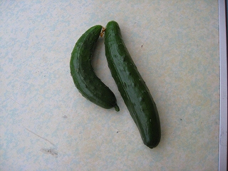 e0160568_15143991.jpg